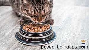 Wild Calling Pet Food: Top 3 Recipes Reviewed