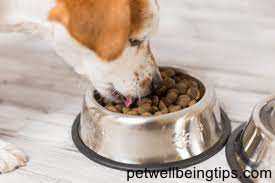 Best Pet Food Tray-How To Choose The Best Pet Food Tray