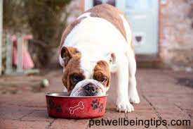 Best Pet Food Tray-How To Choose The Best Pet Food Tray